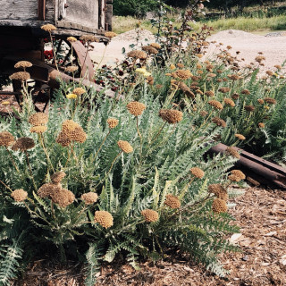 Old wagon and Yarrow