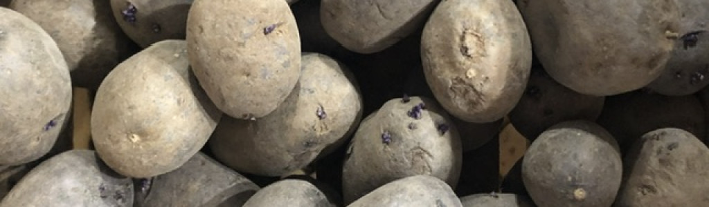 Purple Majesty seed potatoes