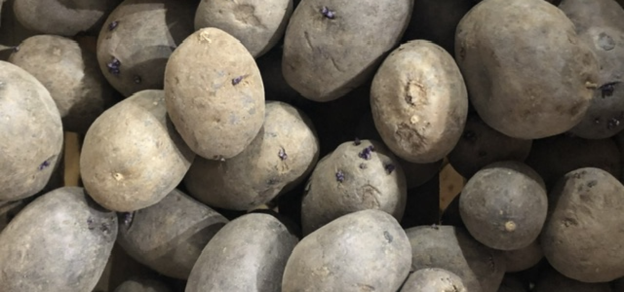 Purple Majesty Seed Potatoes